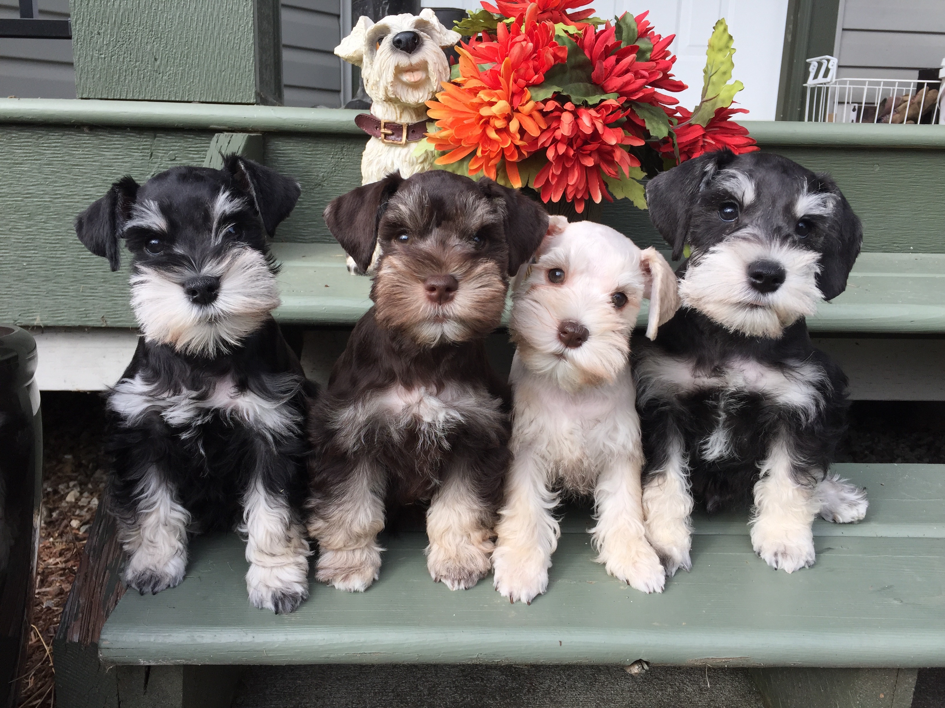 Miniature Schnauzer Puppies - Schnauzer Colors