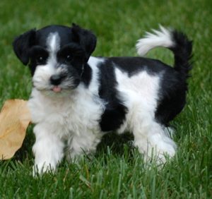 Black/White Shelby/Cooper Puppy