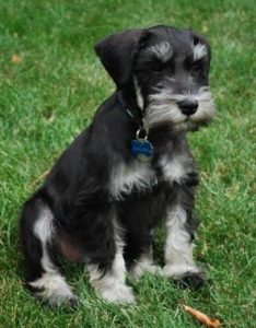 Black/silver male - Javelin/Bentley Puppy