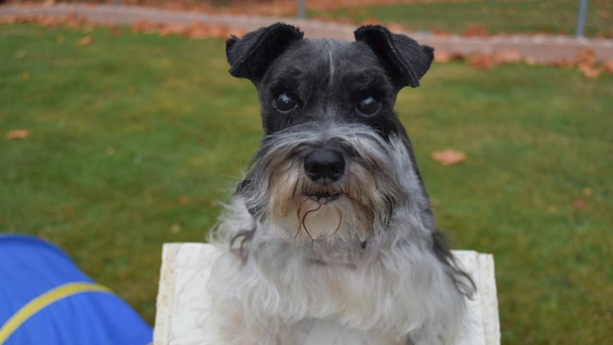 Is a Miniature Schnauzer right for you?