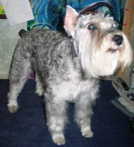 Miniature Schnauzer After Grooming