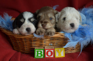 Miniature Schnauzer Puppies in a basket - Blocks spelling BOY
