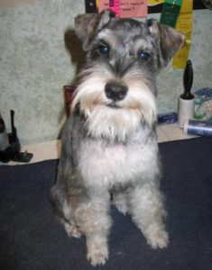 Miniature Schnauzer After Grooming