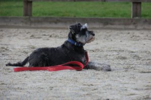Miniature Schnauzer Training - Lay down, Stay