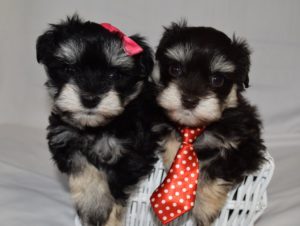 Toy Schnauzer pups - black and silver and liver tan
