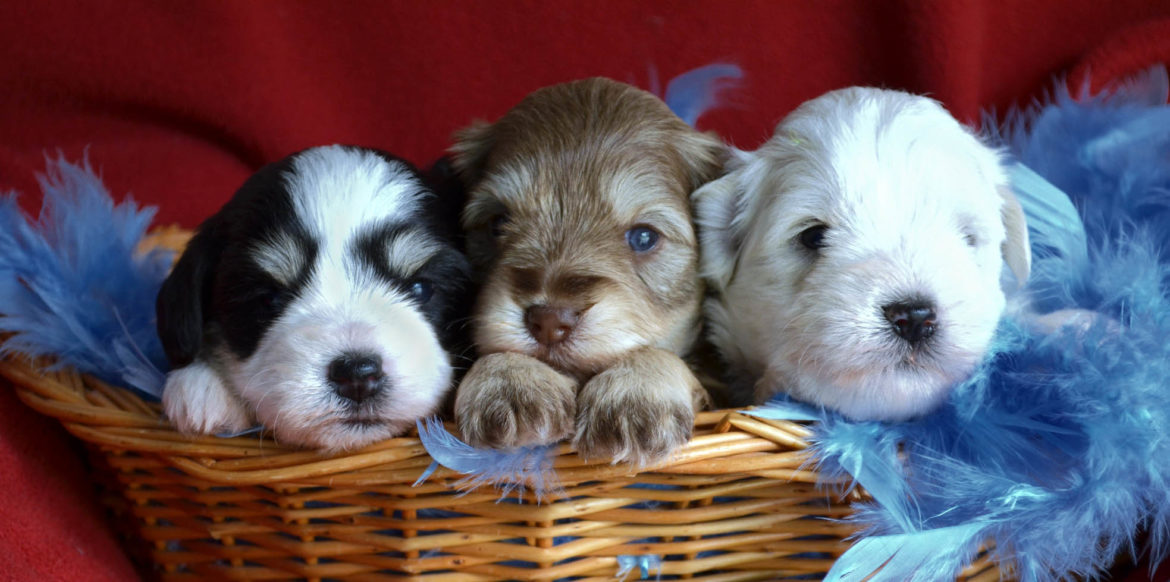 3weekpuppies My Schnauzers