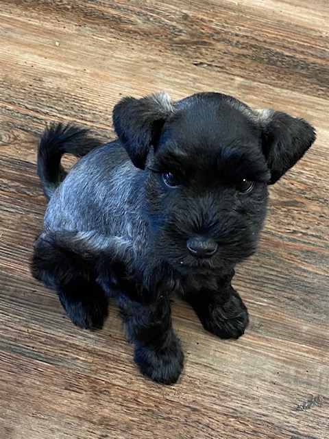 Lottie/Nash - Available Puppy
