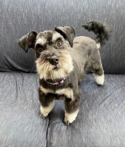 miniature schnauzer breeder