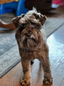 Miniature-Schnauzer-breeder