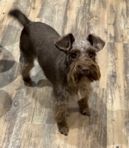miniature-schnauzer-puppies-for-sale