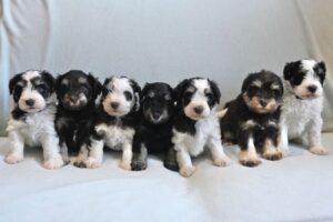 Miniature-schnauzer-puppies-for-sale