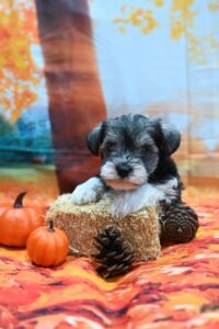 miniature-schnauzer-puppies-for-sale