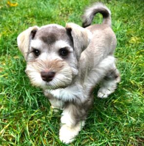 miniature-schnauzer-puppies-for-sale