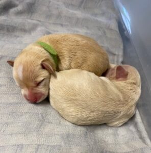 schnauzer puppies bc