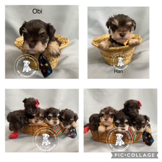 Quinn/Apollo - Available Puppy