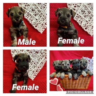 Java/Ace - Available Puppy