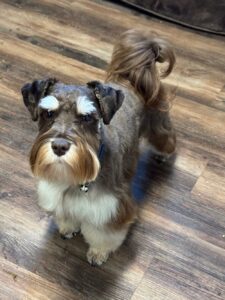 Miniature Schnauzer Breeder