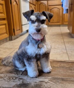 Miniature Schnauzer Breeder