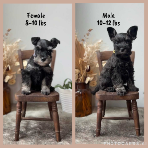 schnauzer puppy