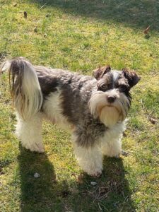 Miniature Schnauzer Breeder