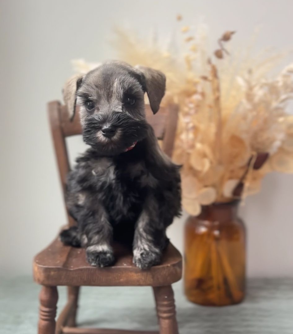 Guardian Puppy - Female - Salt/pepper