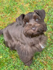 schnauzer puppy