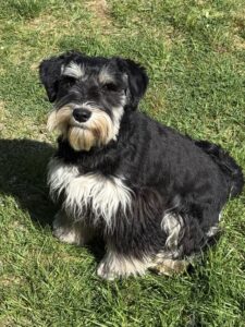 schnauzer puppy