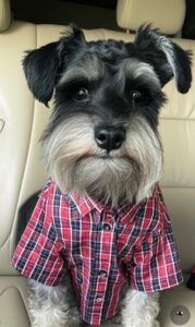 Schnauzer Puppies