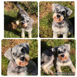 Older Schnauzer Puppy