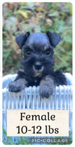 schnauzer puppy