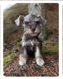 schnauzer puppy