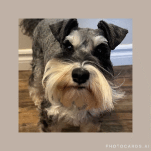 schnauzer puppy