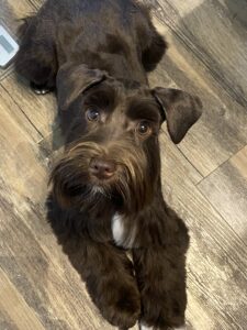schnauzer breeder
