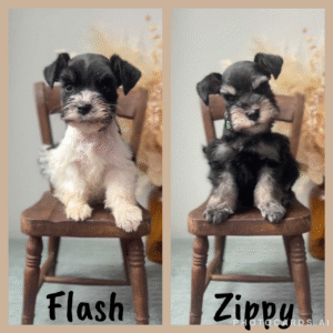 schnauzer puppy
