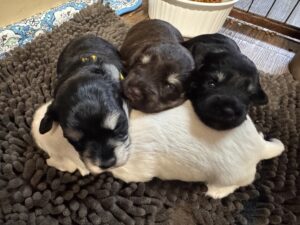schnauzer puppy