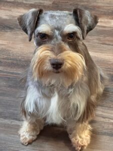 Miniature Schnauzer Breeder