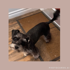 miniature schnauzer breeder