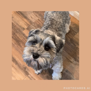 salt and pepper female schnauzer standing looking up at camera with one blue eye