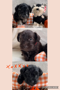 Three schnauzer puppies