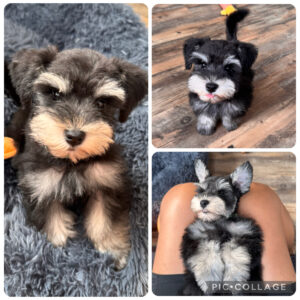 schnauzer puppy