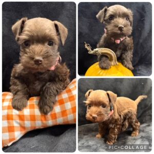 liver schnauzer puppy