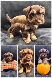 liver/tan schnauzer puppy