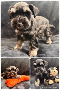 Black and Silver Schnauzer Puppy