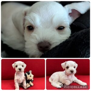 white schnauzer puppy