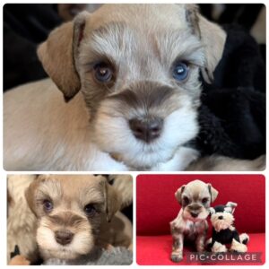 liver pepper schnauzer puppy with blue eyes