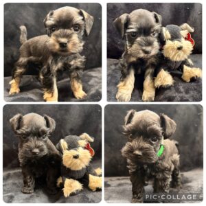two schnazuer puppies