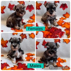 6 week old schnauzer puppies