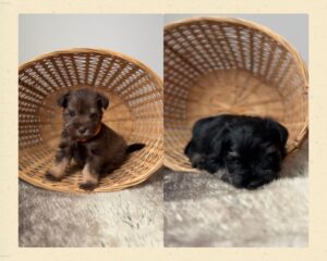 two available schnauzer puppies. one liver tan puppy and one black and ailver puppy