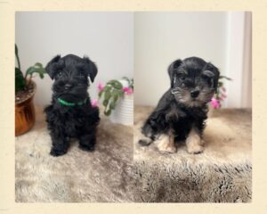 two schnauzer puppies. black and silver male and a black schnauzer puppy sitting for a picture