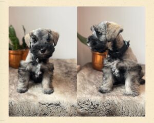 mini schnauzer salt and pepper male puppy sitting for a photo
